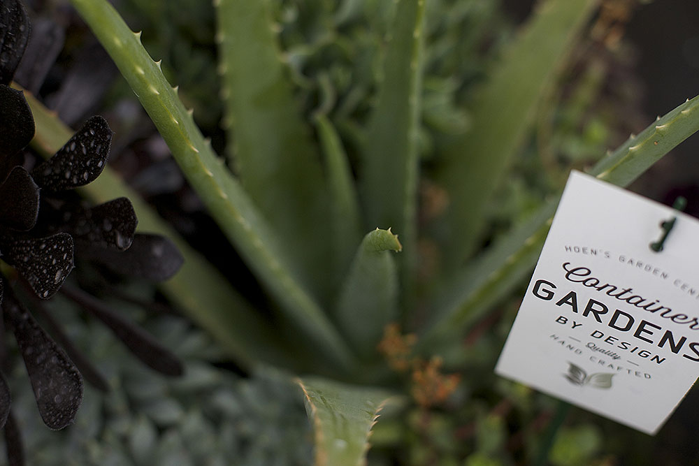 container gardens image