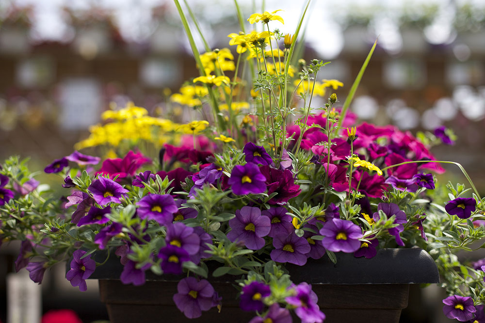 container gardens image