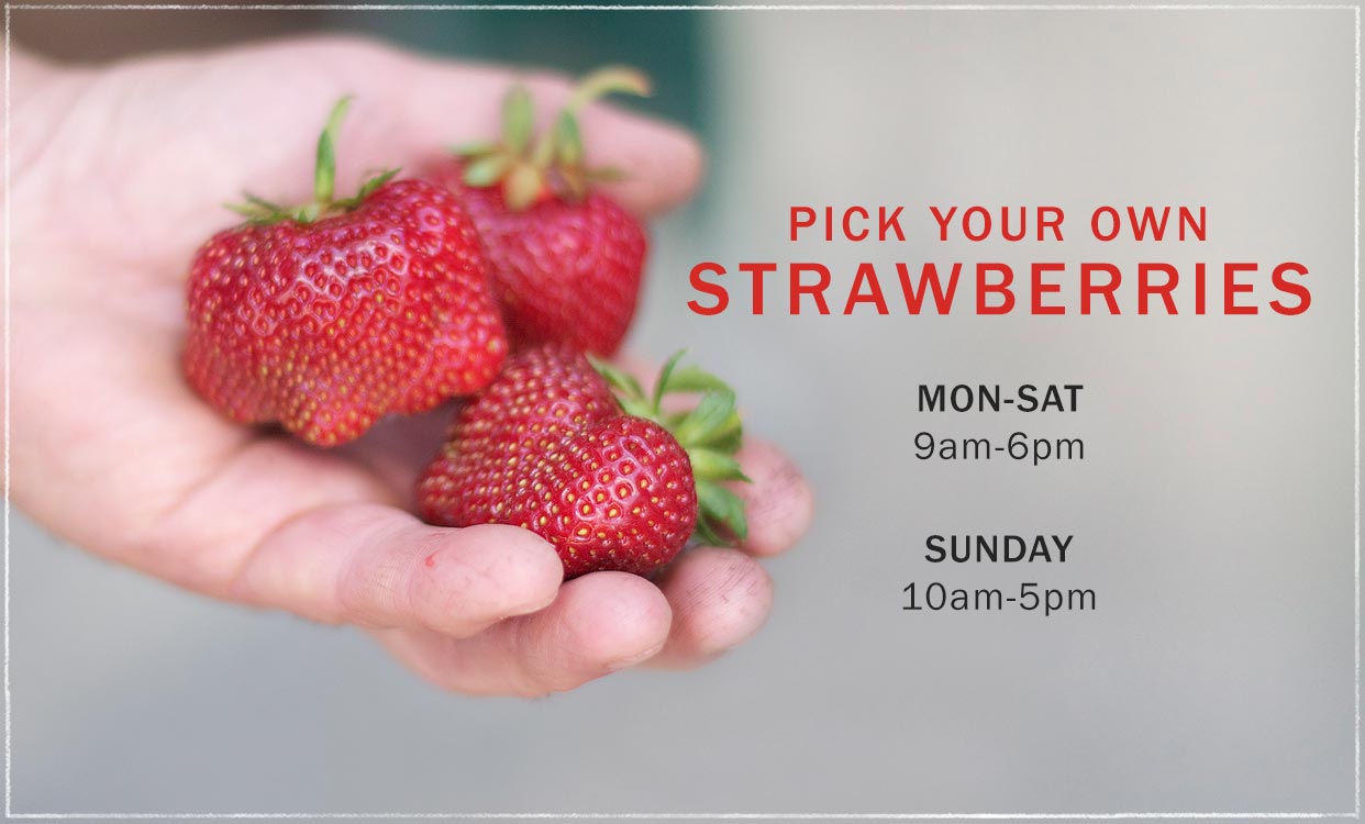 strawberries upick mobile