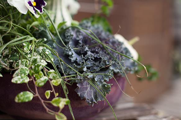 fall planter cabage and kale