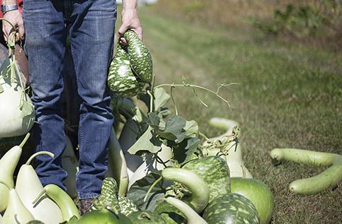 Gourds