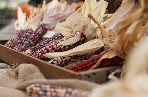 Indian Corn, Broom Corn, Corn Stalks and More