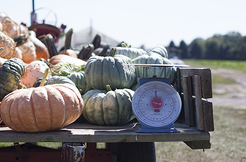 Traditional and Pie Pumpkins