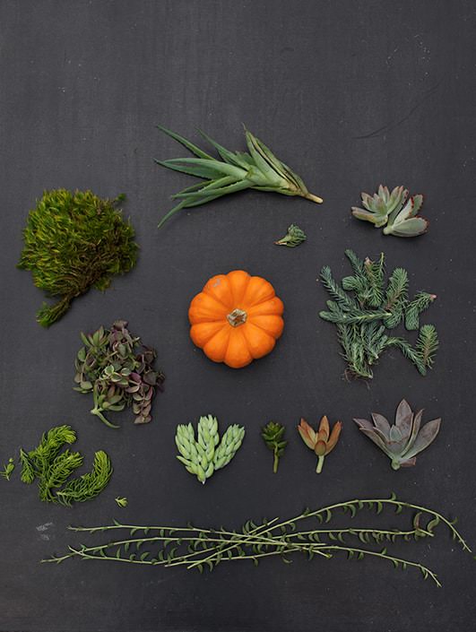 succulent pumpkin accessories