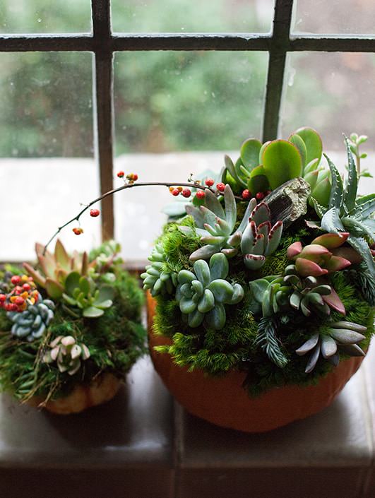 succulent pumpkins
