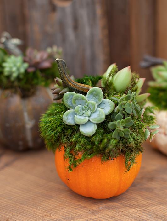 succulent pumpkins