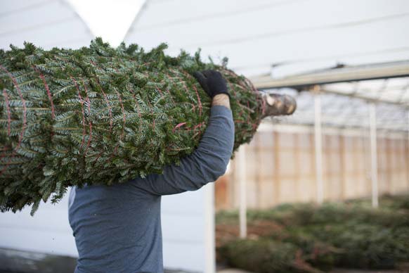 christmas trees