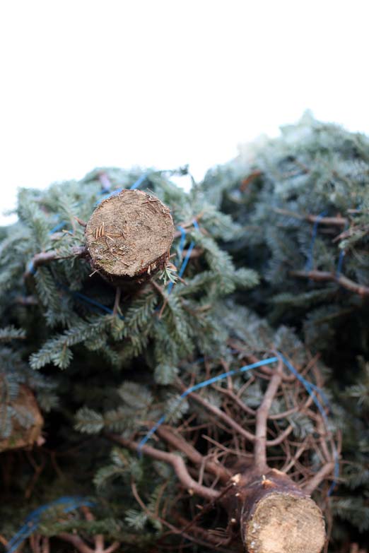 christmas trees