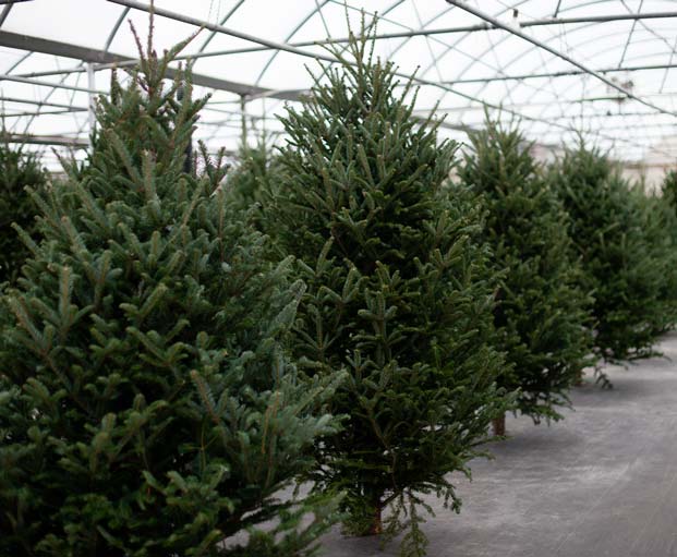 christmas trees