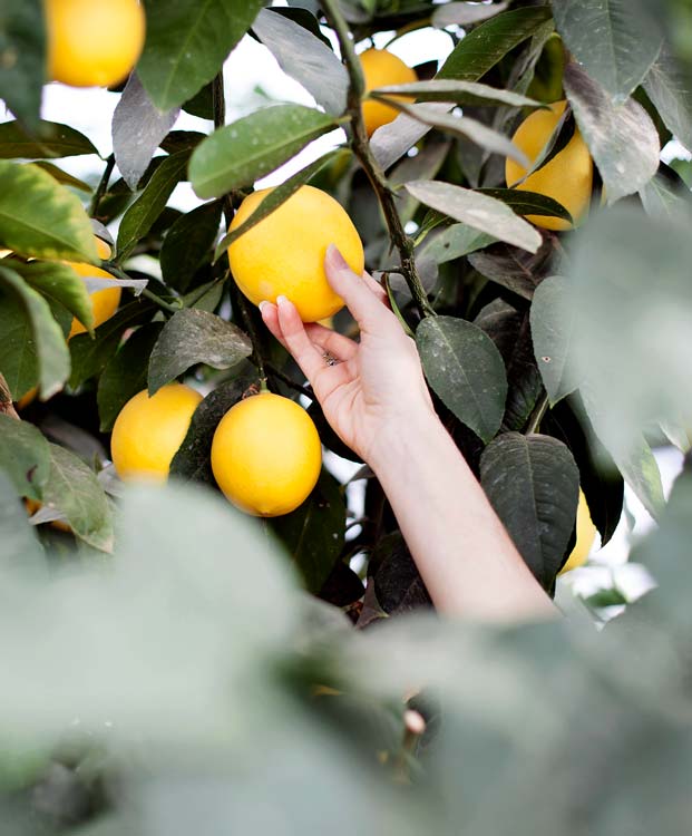 picking meyer lemons