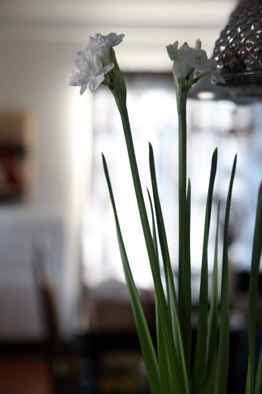 paperwhites