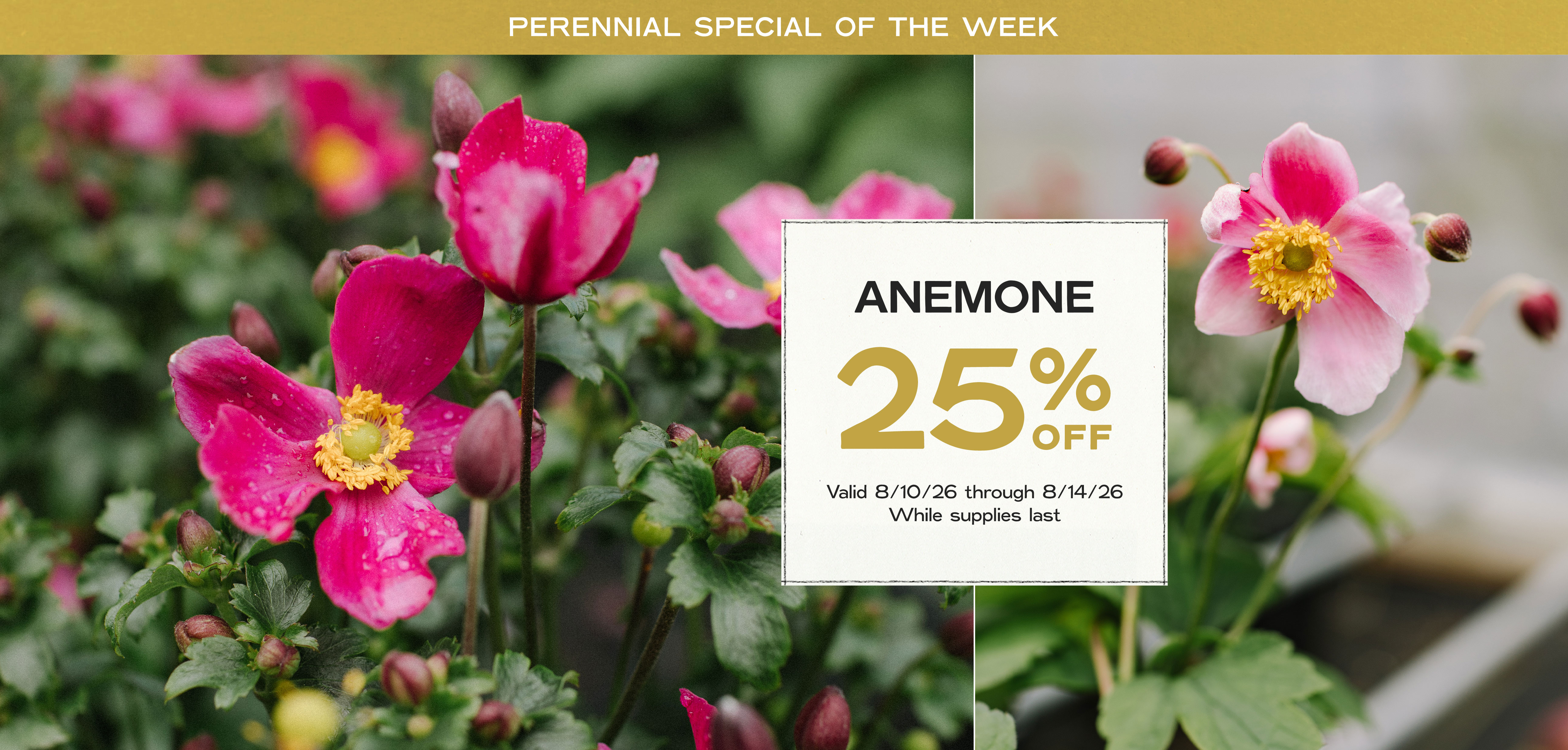 Perennial Of The Week at Hoen's Garden Center