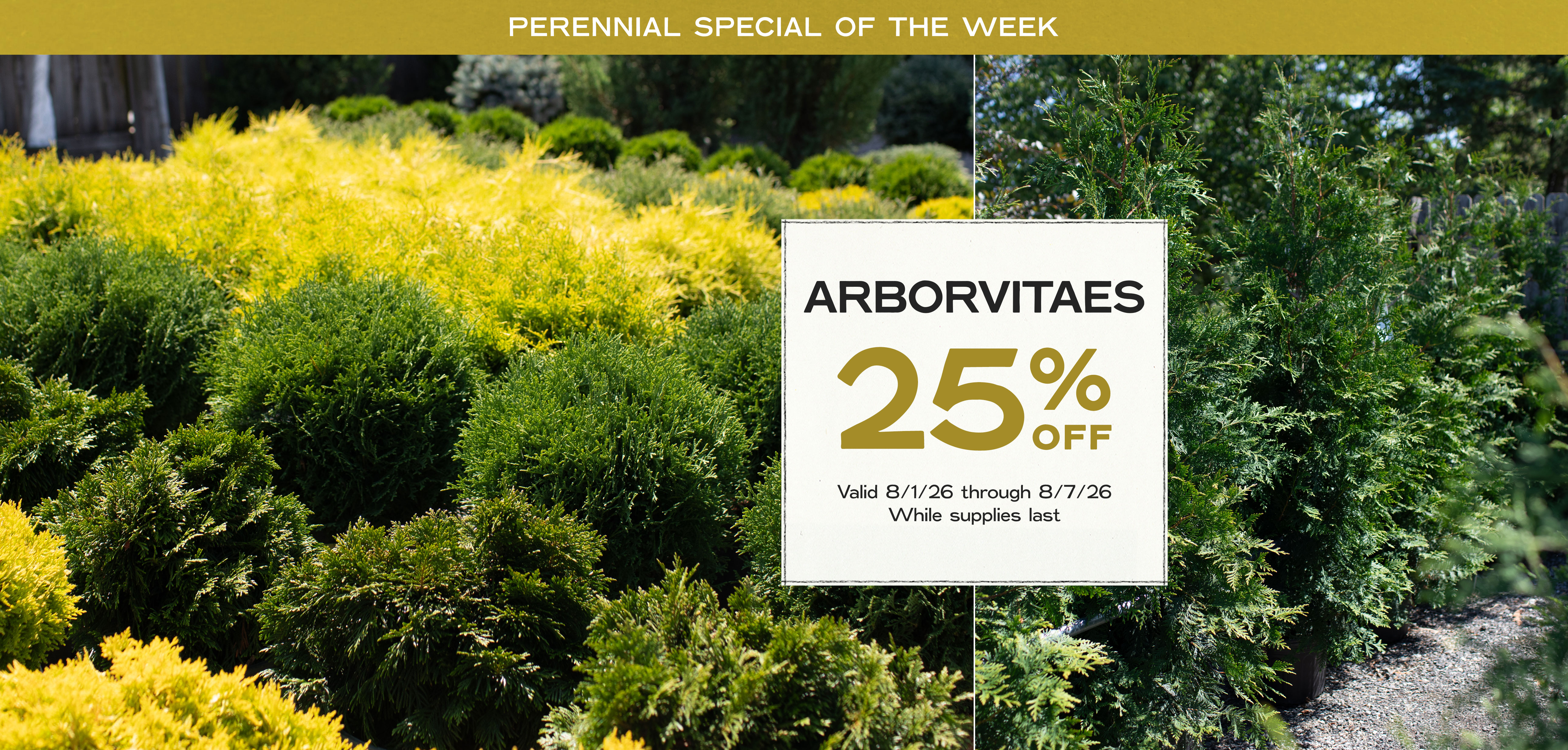 Perennial Of The Week at Hoen's Garden Center