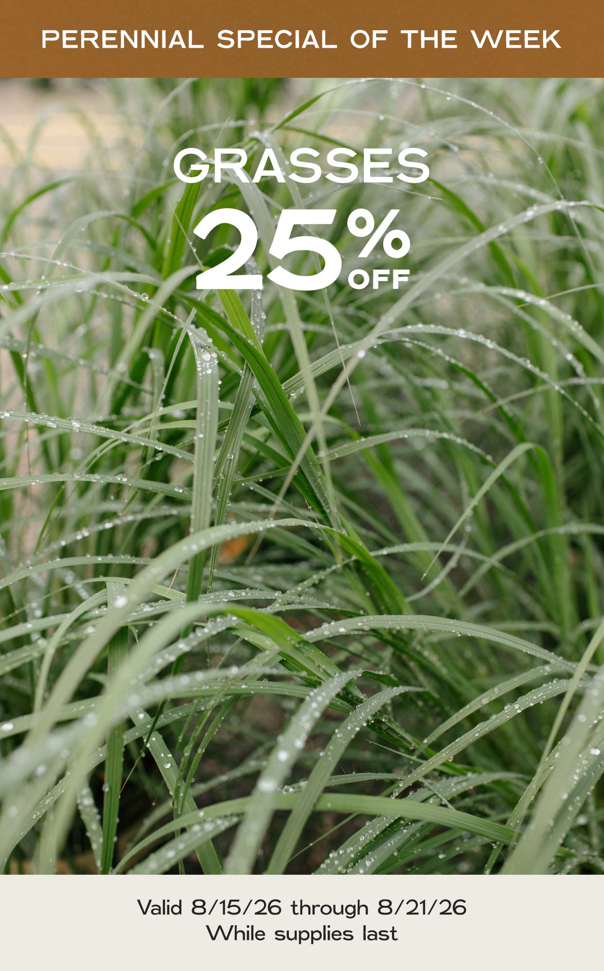 Perennial Of The Week at Hoen's Garden Center