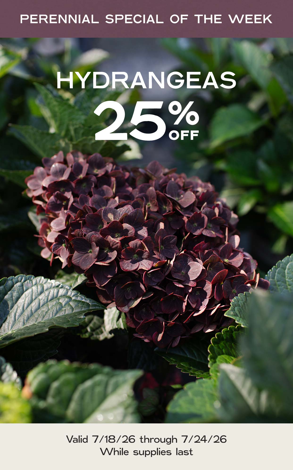 Perennial Of The Week at Hoen's Garden Center