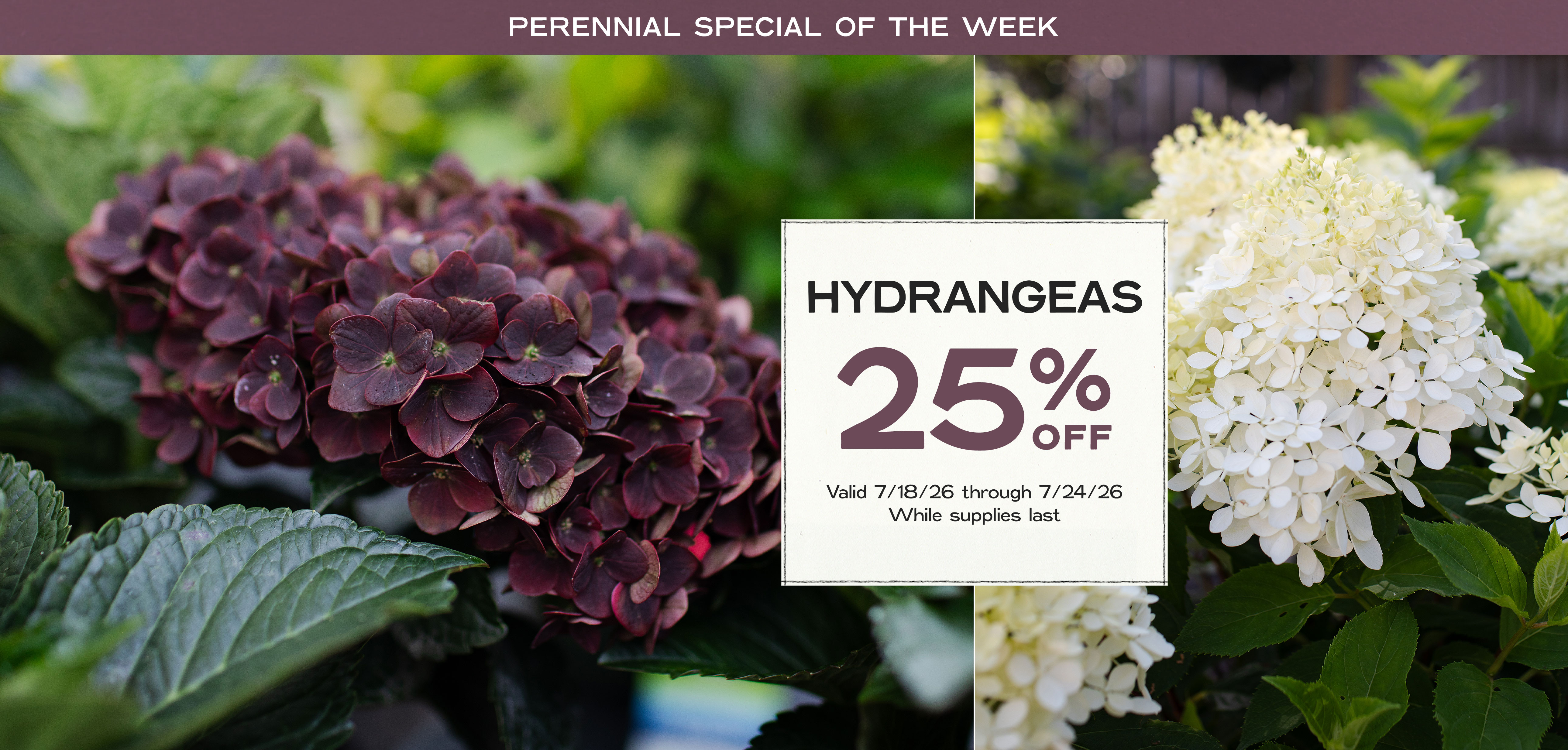 Perennial Of The Week at Hoen's Garden Center
