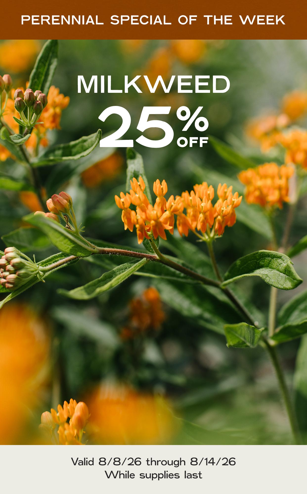 Perennial Of The Week at Hoen's Garden Center