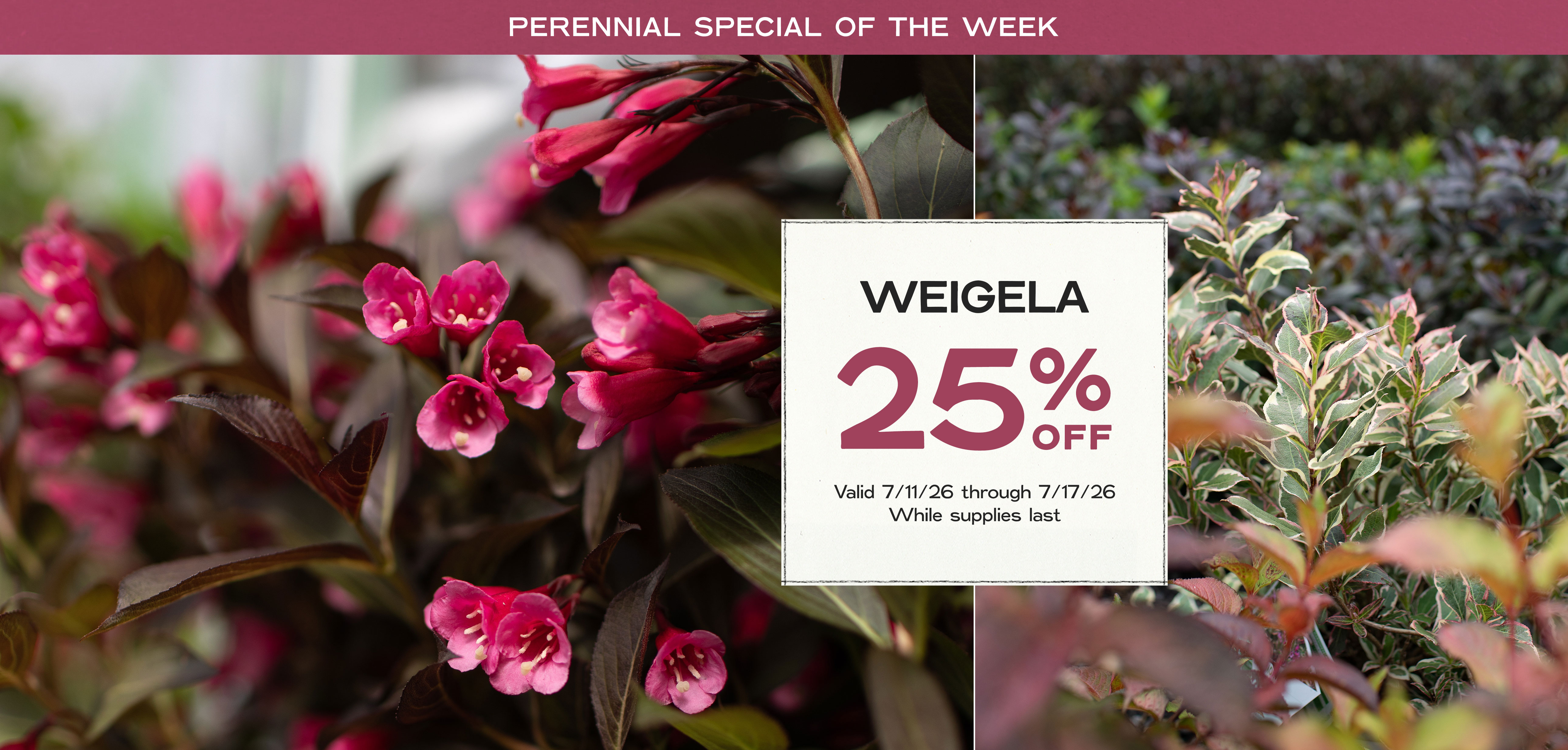 Perennial Of The Week at Hoen's Garden Center